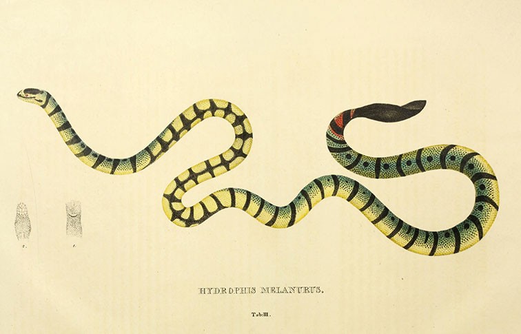 A colour illustration of a yellow sea snake