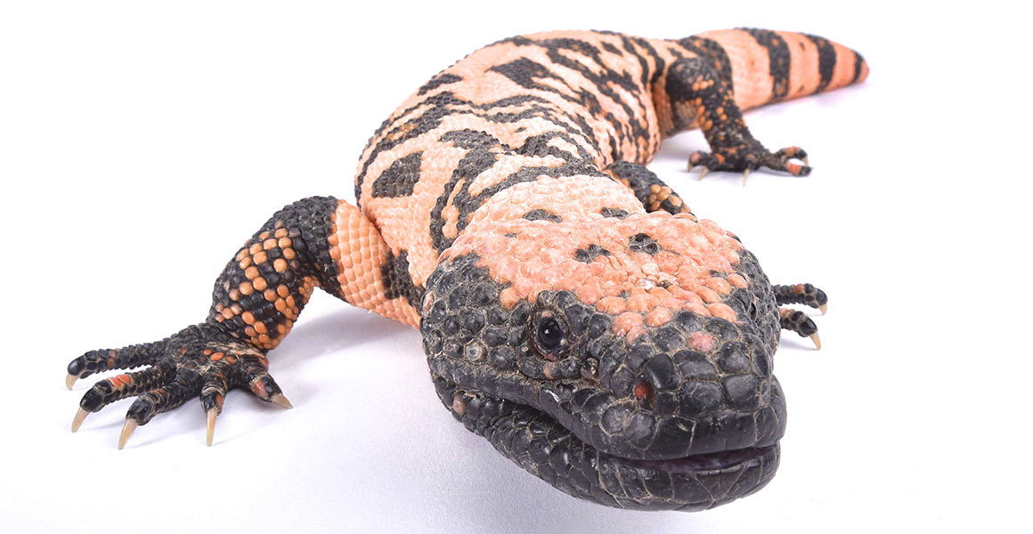 Gila monster: meet the lizard whose venomous bite is saving lives | Natural  History Museum
