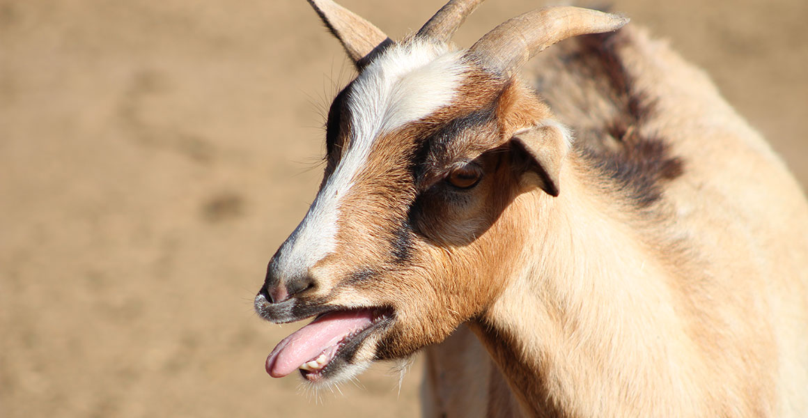 Why do goats faint and scream? | Natural History Museum
