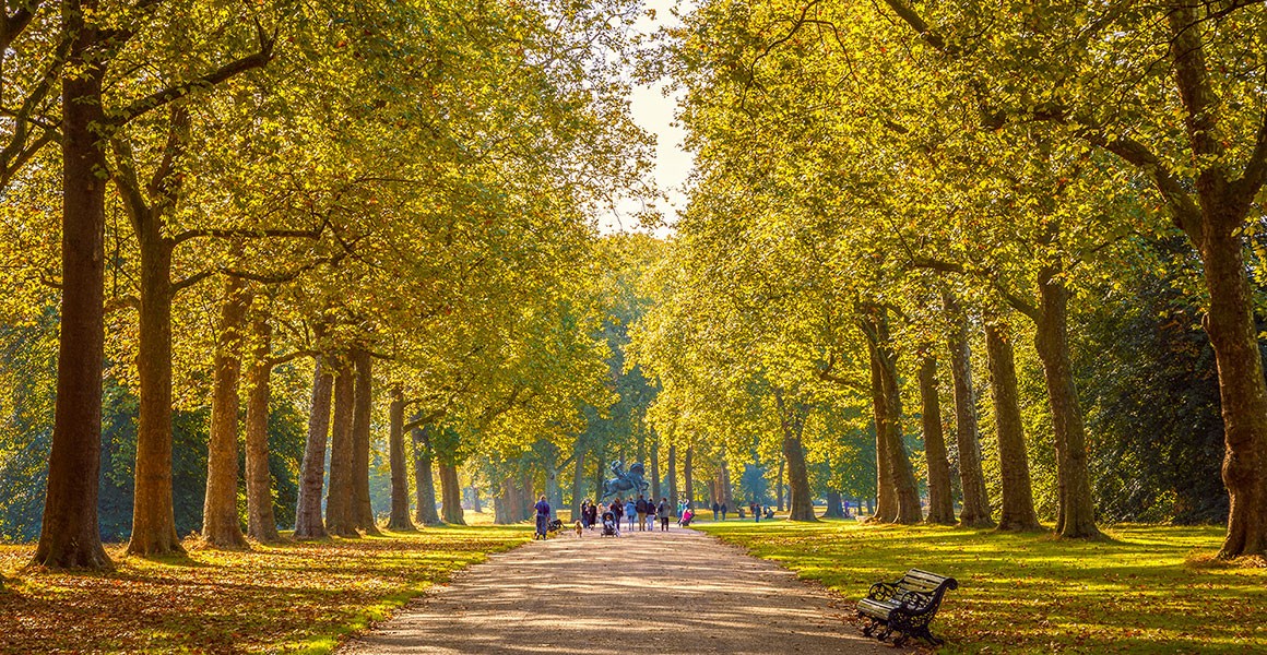 Trees line a path in London's Hyde Park in autumn. 