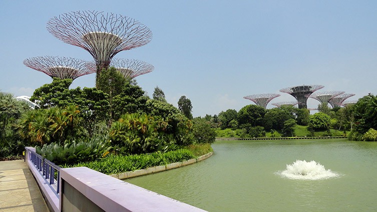 Singapore's tall Supertree structures surrounded by a lake and a variety of plant life.