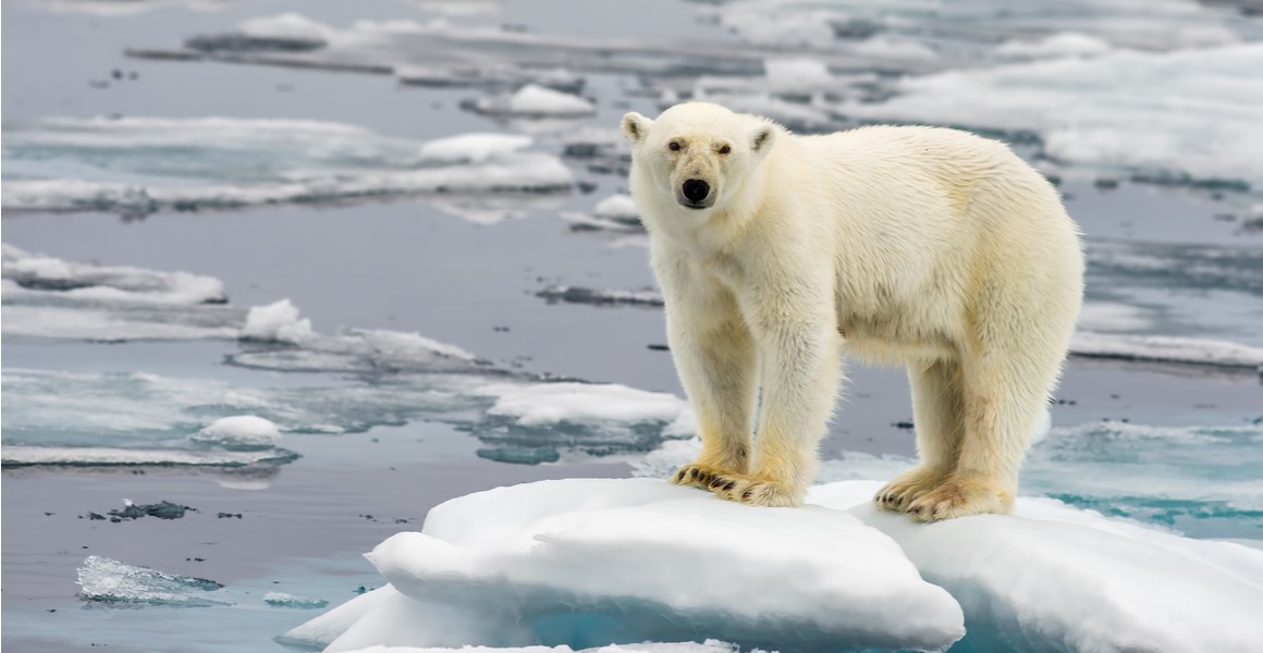 Greenland polar bears have learned to hunt without sea ice | Natural  History Museum