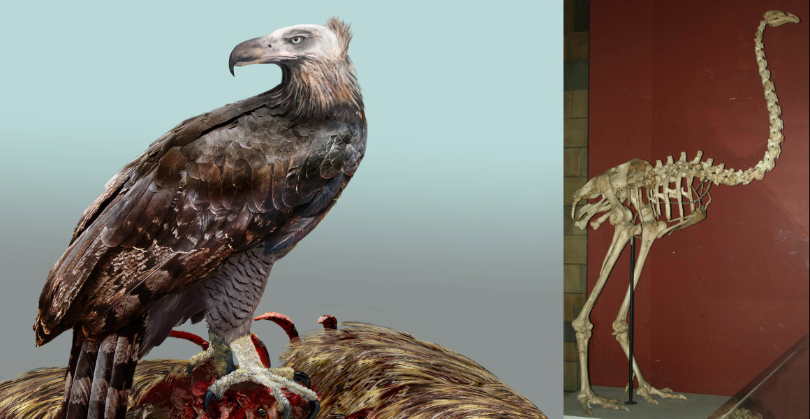 The world's largest eagle hunted unlike any other bird of prey - The Natural History Museum