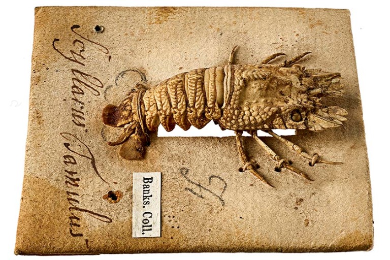 Preserved specimen of a pygmy slipper lobster
