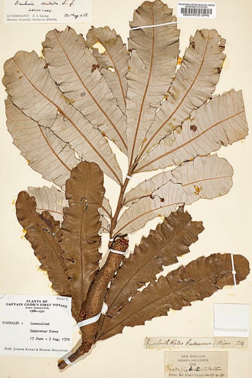 Herbarium sheet for Tropica banksia