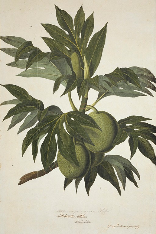 Finished watercolour of the foliage and fruit of the breadfruit tree Artocarpus altilis. 