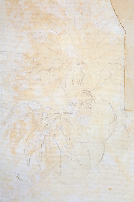 Unfinished sketch of the foliage and fruit of the breadfruit tree Artocarpus altilis. 