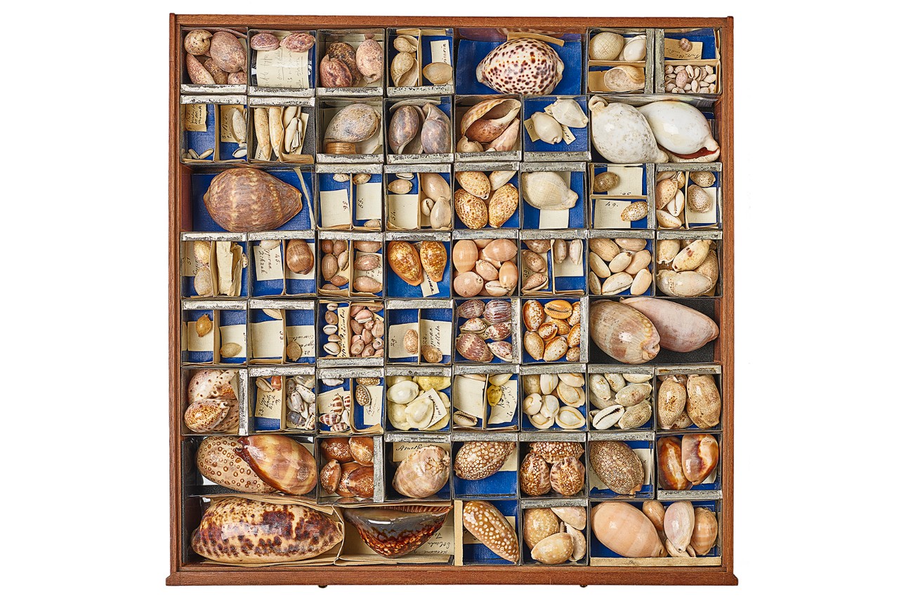 A drawer of cowrie shells