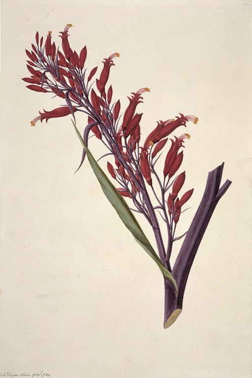New Zealand flax, known to Māori as harakeke, was used to create clothing, rope and tools.