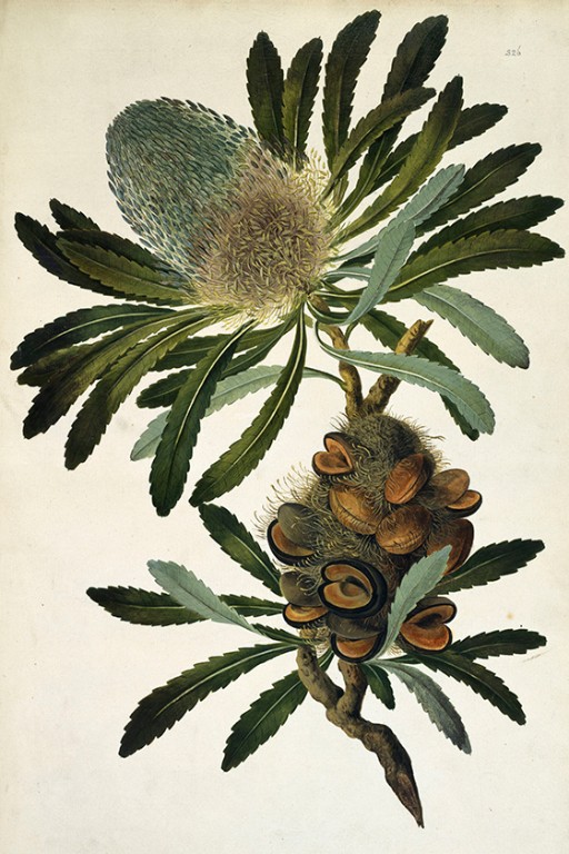Watercolour of Old man banksia, or Banksia serrata