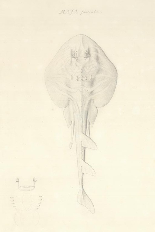 Monochrome watercolour drawing of a stingray