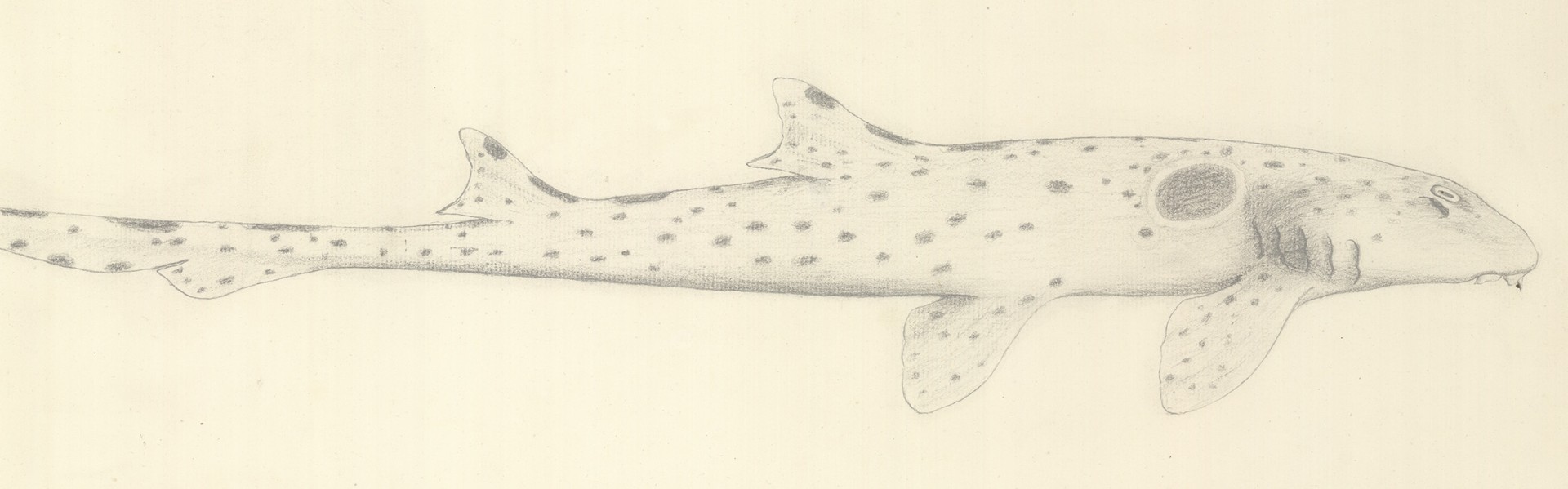 Pencil drawing of a spotted shark