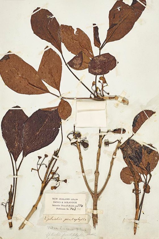 Herbarium sheet of puriri (Vitex lucens) collected by Banks and Solander