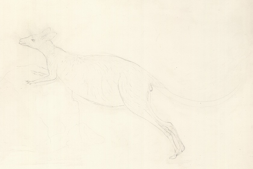 Unfinished pencil outline of a 'kanguru' by Sydney Parkinson 