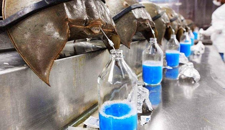 Horseshoe crabs strapped into a lab, being 'milked' for their blue blood.