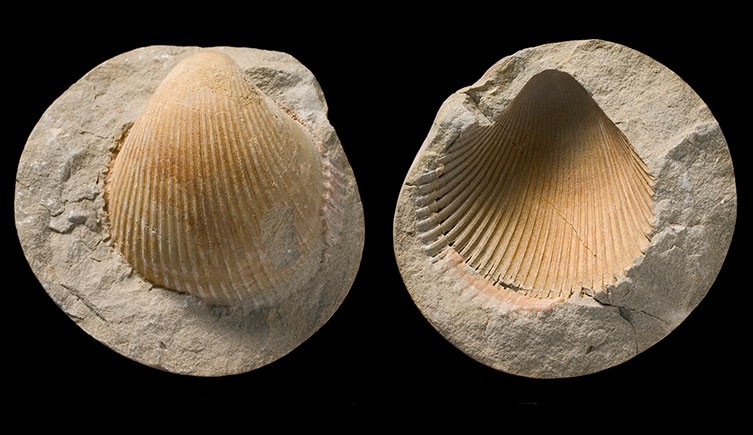 Bivalve shell fossils