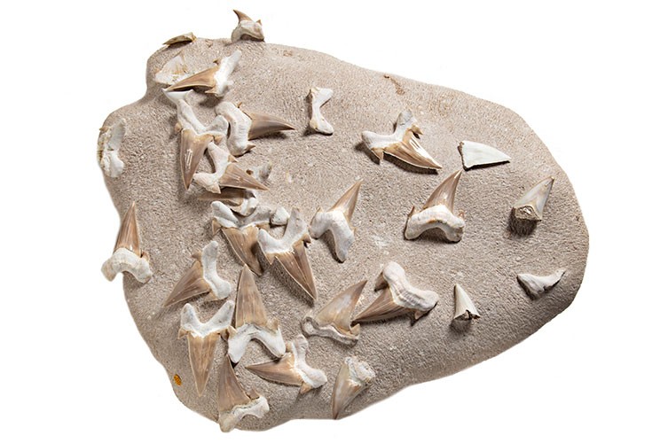Shark teeth fossils