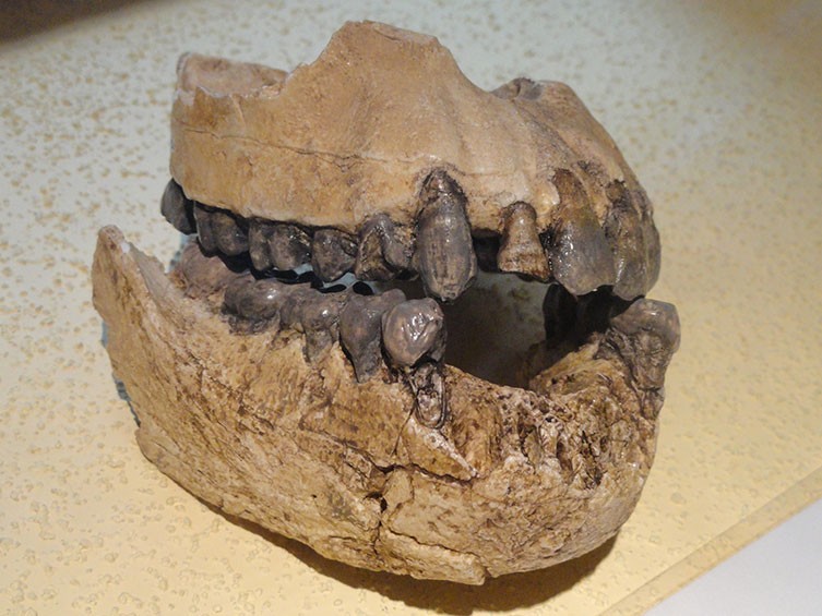 Australopithecus afarensis jaw replica