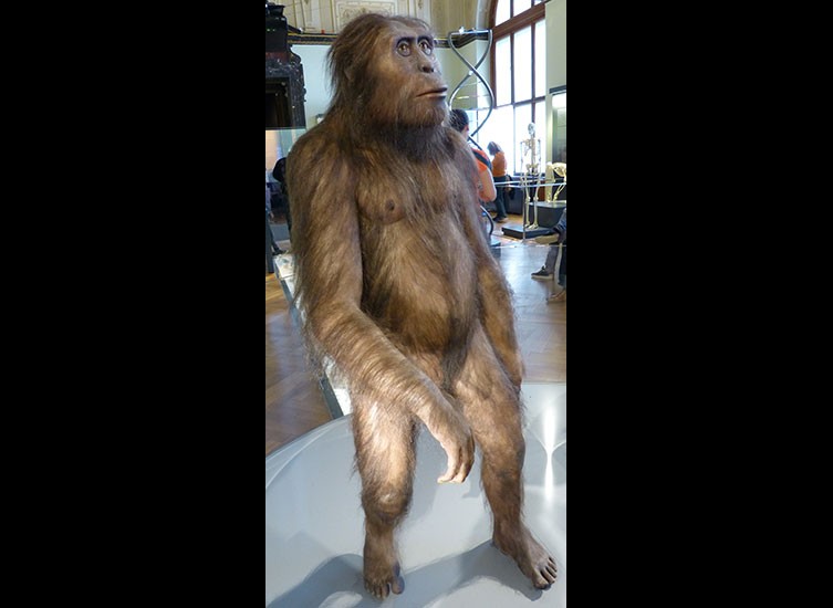 Australopithecus afarensis model