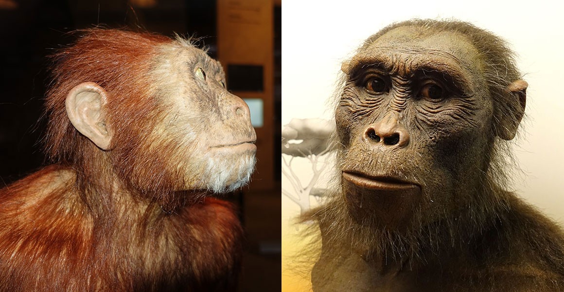 Two Australopithecus afarensis reconstructions