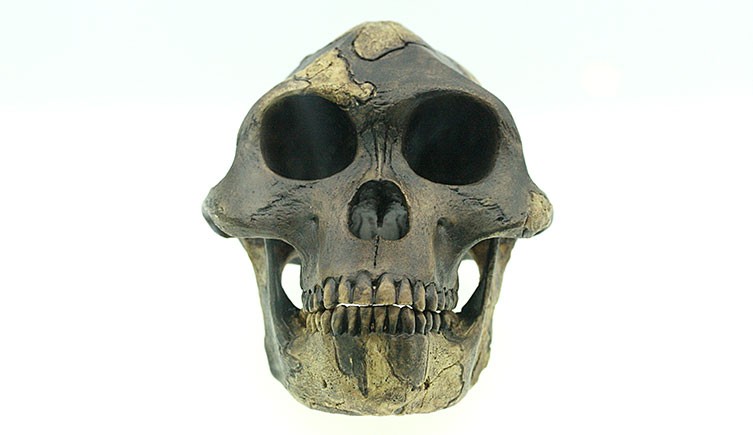 Reconstruction of Lucy's skull