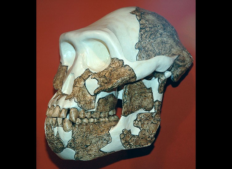 Australopithecus afarensis skull replica