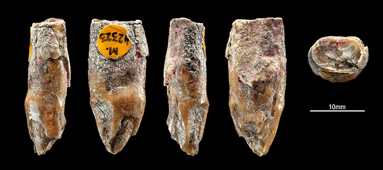 Laetoli tooth fossil