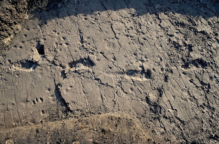 Part of a trail of footprints exposed at Laetoli