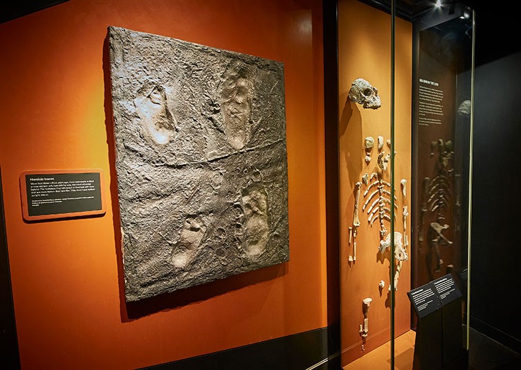 Replicas of the Laetoli footprints and Lucy in the Human Evolution gallery