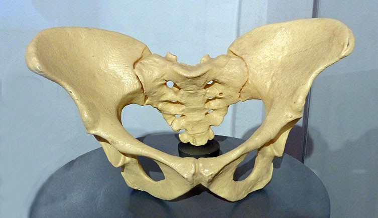 Reconstruction of Lucy's pelvis