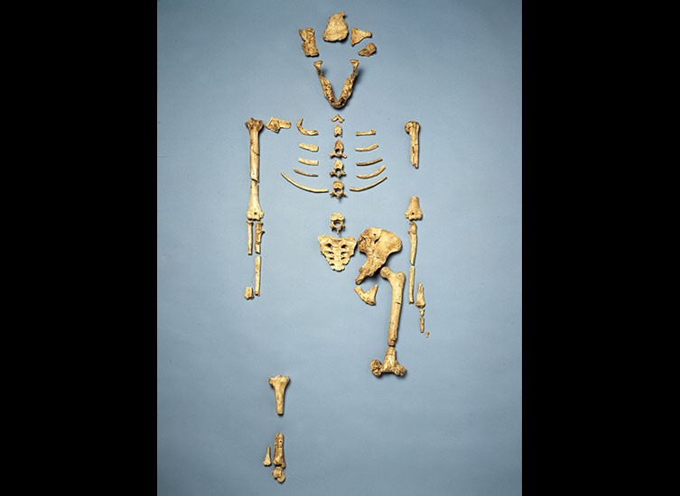 Lucy skeleton with bones laid out in the correct positions