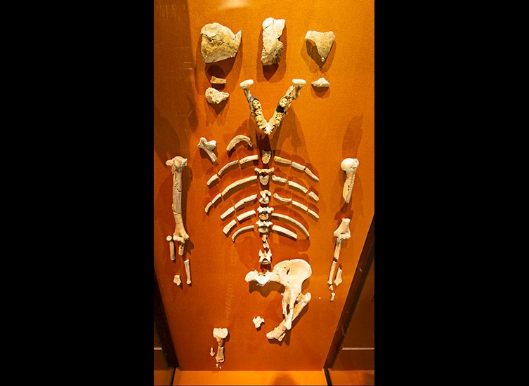 Lucy in the Museum's Human Evolution gallery