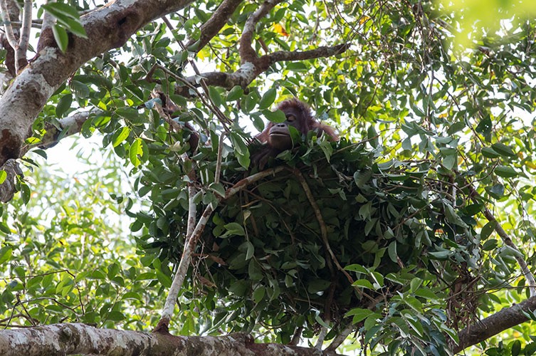 Orang-utan sleeping in a tree