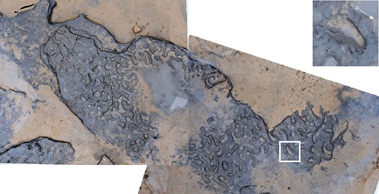 Fotografia aérea composta de pegadas humanas pré-históricas