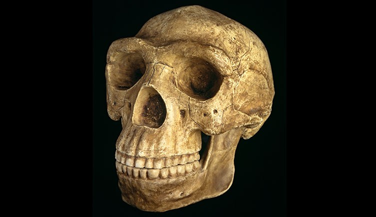 Prehistoric Homo Erectus Cranium Skull from Hominid Series 8L