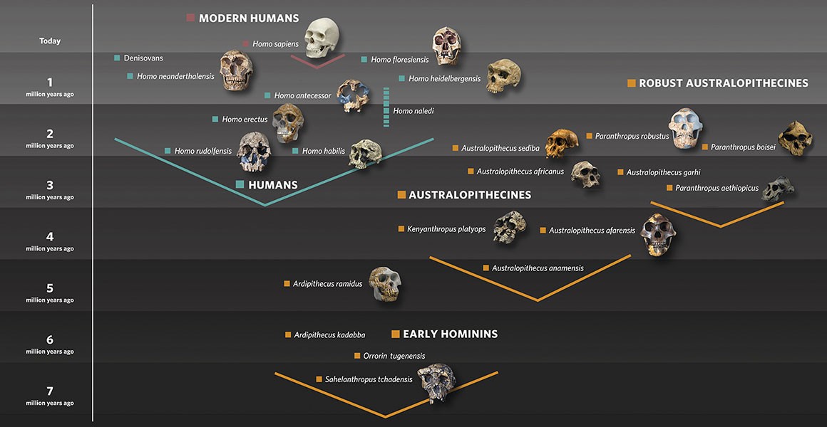 https://www.nhm.ac.uk/content/dam/nhmwww/discover/human-evolution/human-evolution-family-tree-with-skulls-graphic-hero.jpg.thumb.1920.1920.jpg