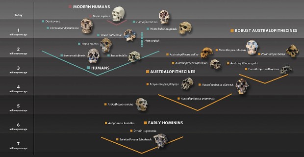Human Evolution Game Chart