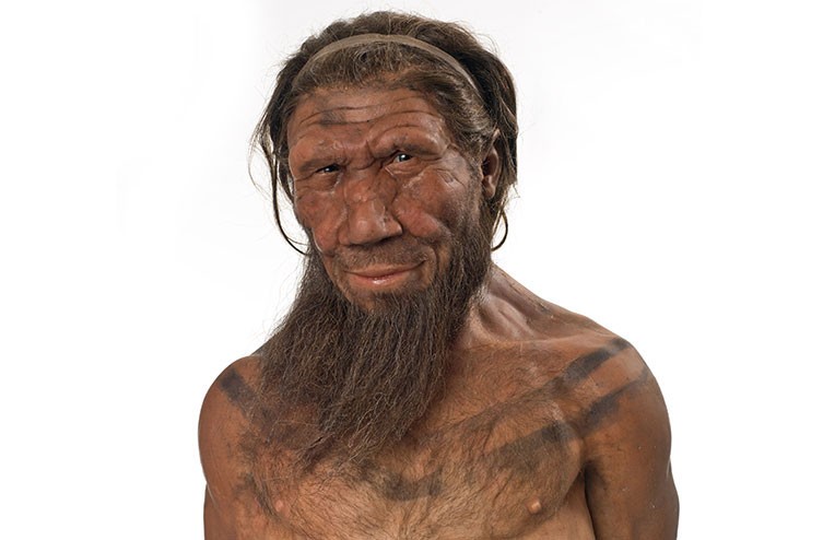modelo neandertal
