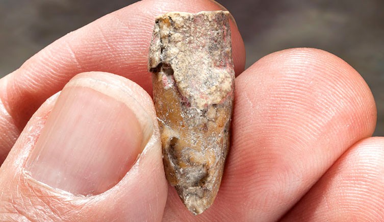 Close de alguém segurando um dente fossilizado