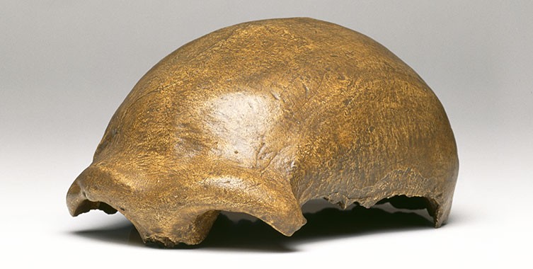 Cast of Neanderthal 1 cranium