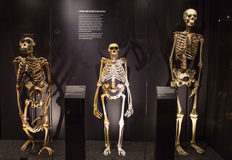 Skeletons in the Museum's Human Evolution gallery