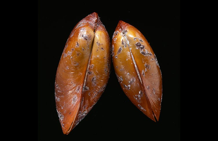 Гигантские раковины моллюсков из коллекции Музея естественной истории.