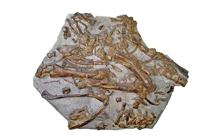 A collection of iguanodon bones embedded in a slab of rock