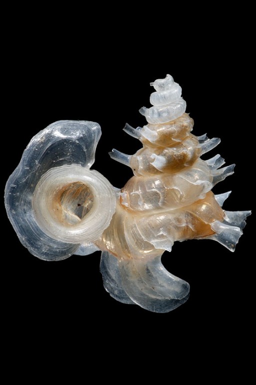 Interesting shells: from bizarre biology to cunning counterfeits