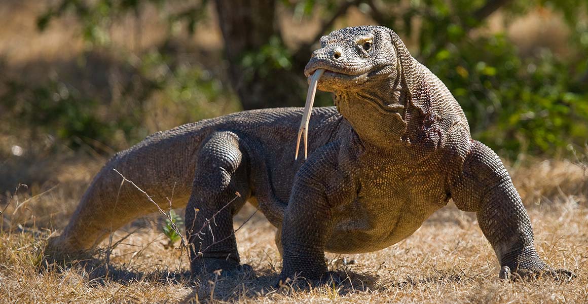 Komodo dragon is now listed as Endangered as rising sea levels threaten ...