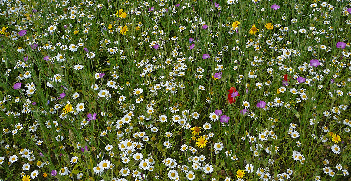 Biodiversity Wildflowers - Wildflowers for a balanced ecosystem in roughs  and borders