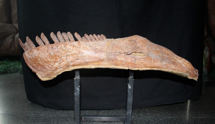 The fossil of a lower jaw of Mamenchisaurus sinocanadorum mounted on a stand