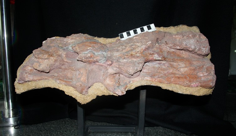Two fossil vertebrae of Mamenchisaurus sinocanadorum mounted on a stand