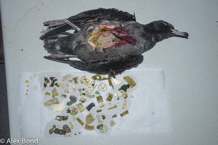 The chicks choking on a toxic diet of ocean plastic | Natural History