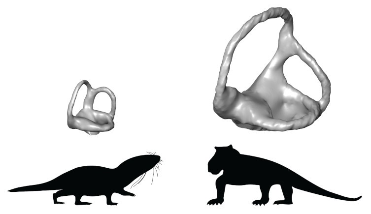 Mammal ancestors became warm-blooded in burst of Late Triassic evolution |  Natural History Museum